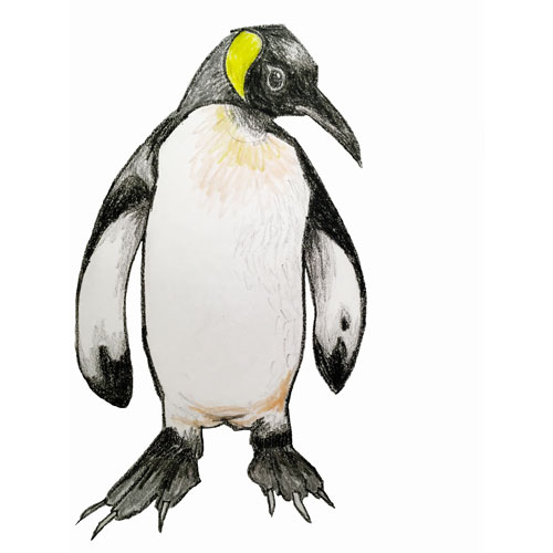 Sketchbook illustration of a king penguin in wax crayon