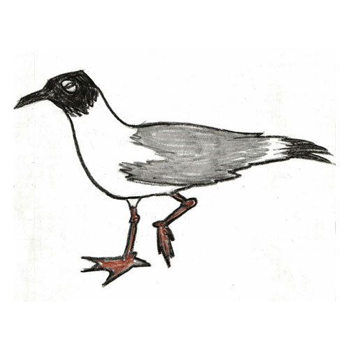 Sketchbook illustration of a laughing gull in wax crayon