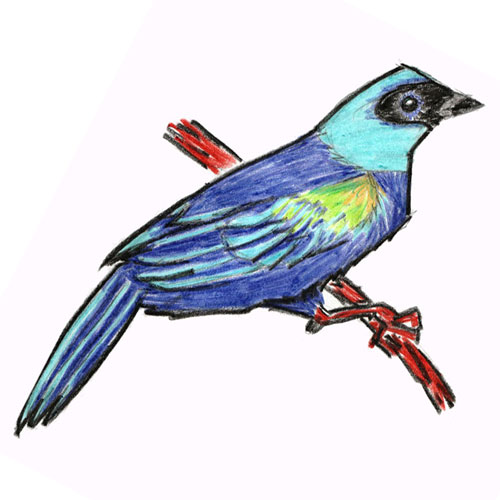Sketchbook illustration of a blue tanager in wax crayon